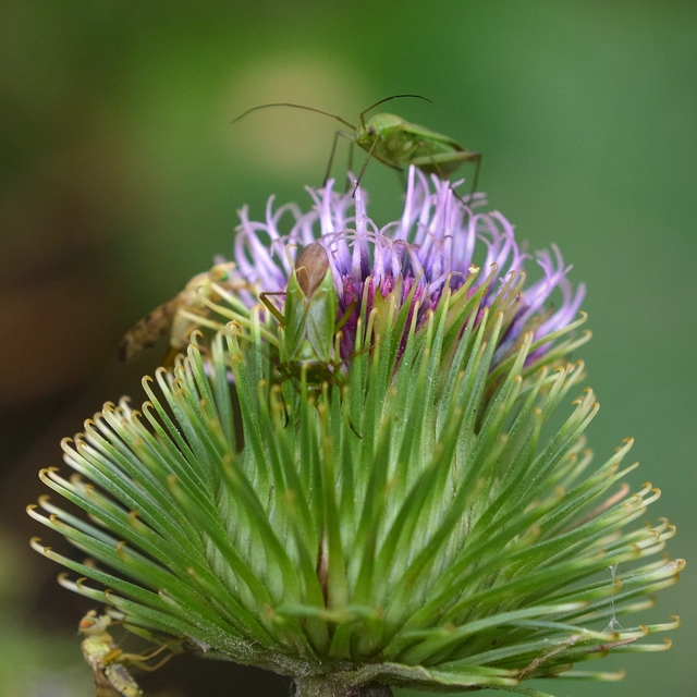 Calocoris affinis Calocoris affinis