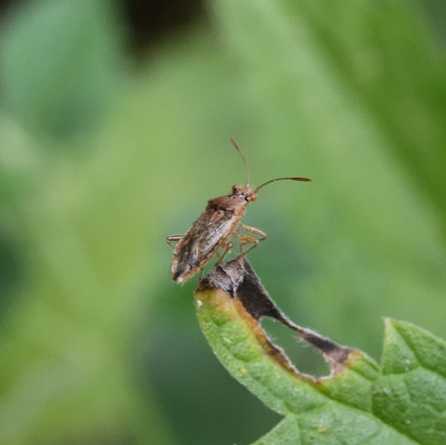 Rhopalidae - üvegpoloskák