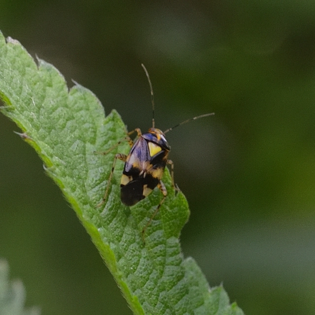 Liocoris tripustulatus - hárompettyes mezeipoloska