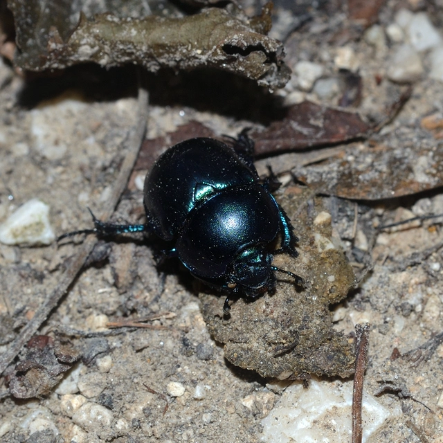 Trypocopris vernalis - tavaszi álganéjtúró