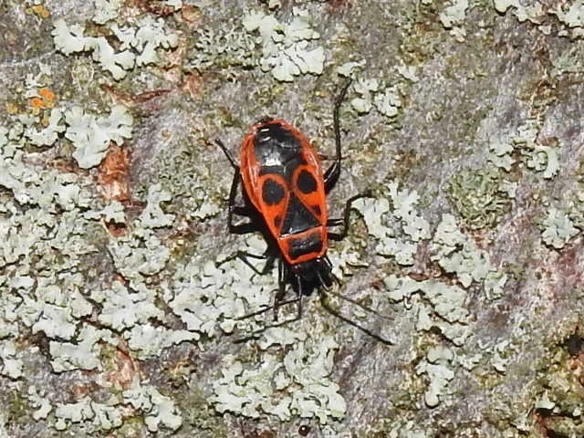 Pyrrhocoris apterus - verőköltő poloska