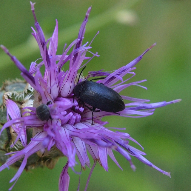 Podonta nigrita - szerecsenbogár