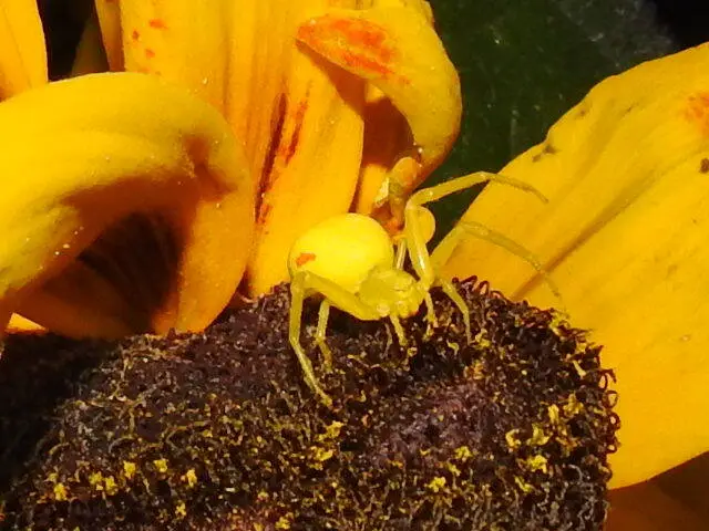 Misumena vatia - viráglakó karolópók