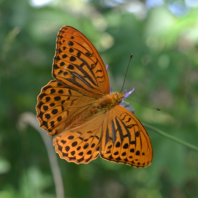 Argynnis paphia - nagy gyöngyházlepke