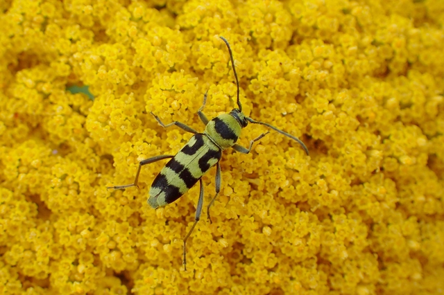 Chlorophorus varius - díszes darázscincér Chlorophorus varius - díszes darázscincér