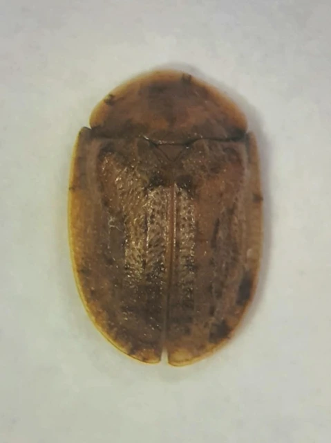 Hypocassida cornea - rozsdáshasú bordáspajzsbogár