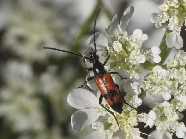 Stenurella bifasciata - kétöves karcsúcincér