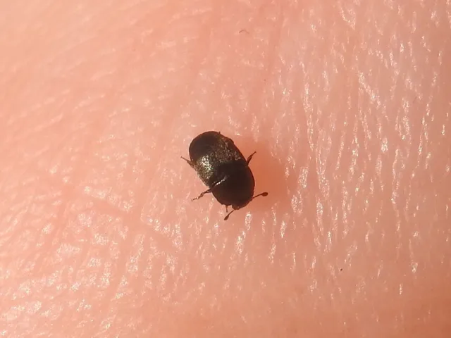 Nitidulidae - fénybogárfélék Nitidulidae - fénybogárfélék