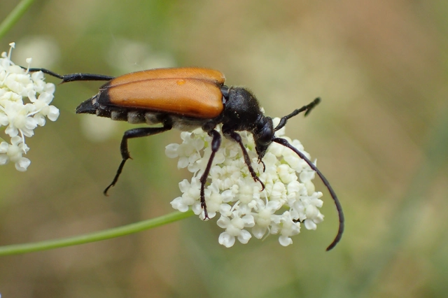 Stictoleptura fulva - vörhenyes virágcincér
