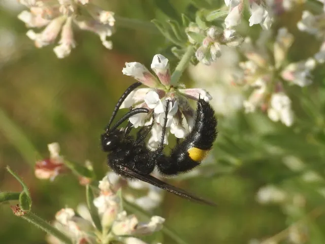 Scoliidae - tőrösdarazsak