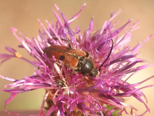 Vadonia unipunctata - kétpettyes virágcincér