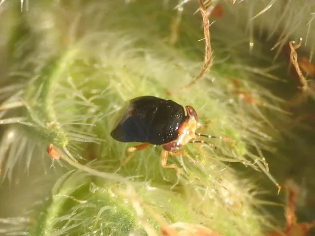 Geocoris erythrocephalus - vörösfejű bodobács Geocoris erythrocephalus - vörösfejű bodobács