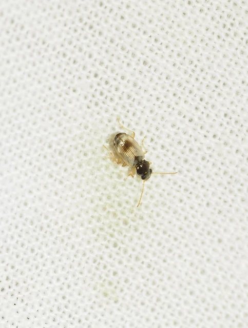 Bembidion ephippium - széki gyorsfutó
