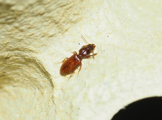 Clivina fossor - egyszínű vakondfutó
