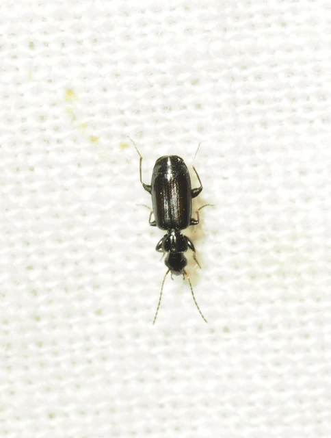 Microlestes corticalis - sziki parányfutó