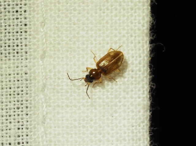 Bembidion inoptatum - kereknyakú gyorsfutó
