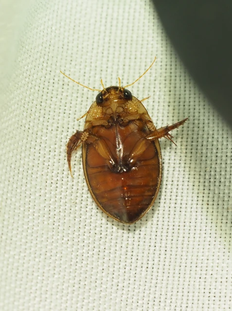 Hydaticus grammicus - déli mocsáricsíkbogár