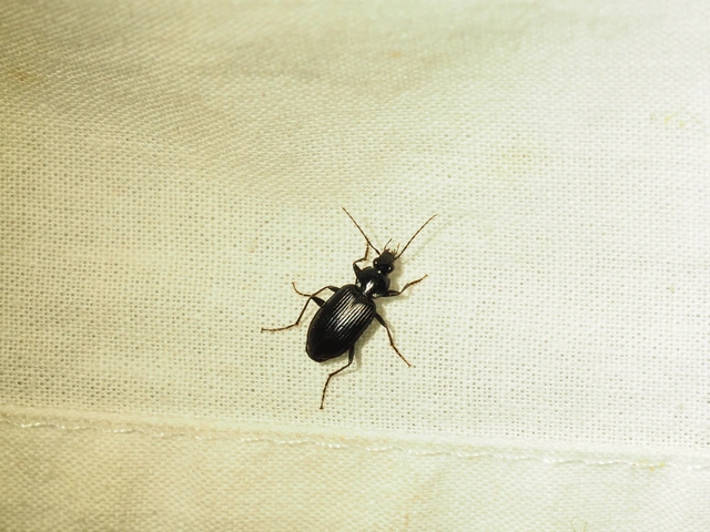 Agonum lugens - mocsári kisfutó Agonum lugens - mocsári kisfutó