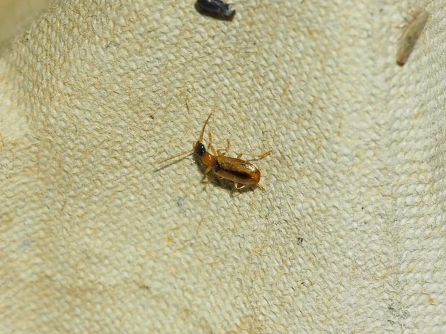 Demetrias atricapillus - buzogányfoltos nádfutó