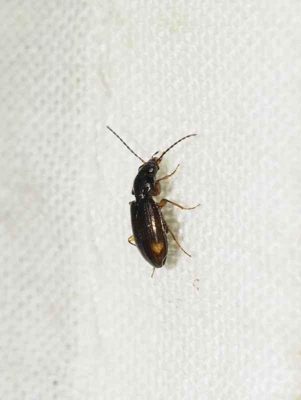 Bembidion biguttatum - kétfoltos gyorsfutó