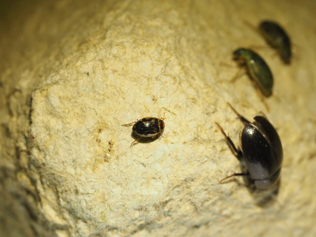 Hygrotus inaequalis - gyakori aprócsíkbogár