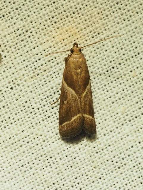 agátszínű karcsúmoly - Nyctegretis lineana