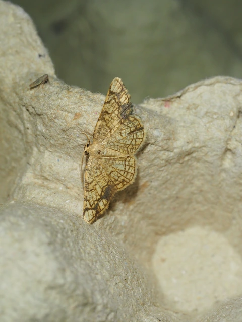 Stegania dilectaria - fehérnyár-araszoló