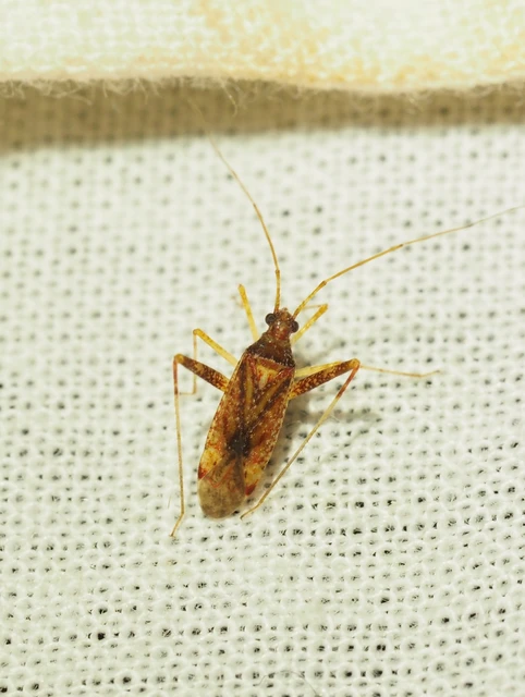 Phytocoris