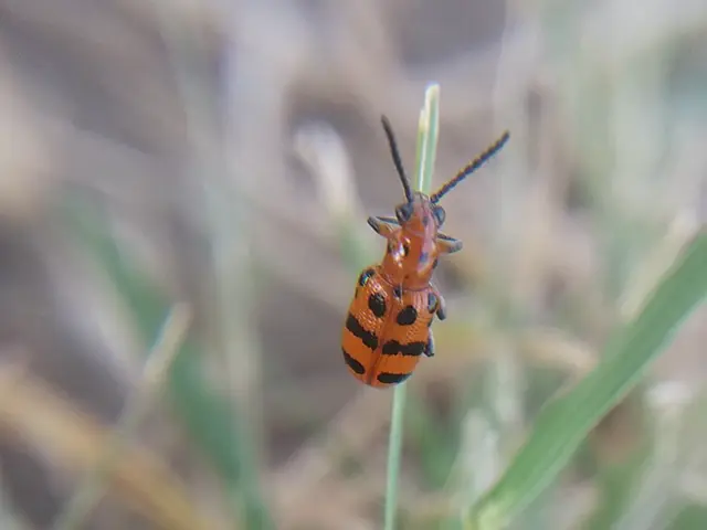 Crioceris quatuordecimpunctata - tizennégypontos spárgabogár