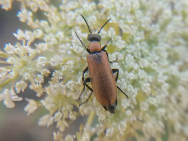 Oenas crassicornis - vastagcsápú hólyaghúzó