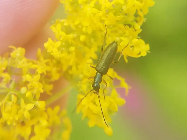 Chrysanthia geniculata - feketecsápú álcincér