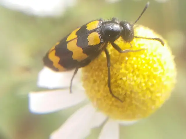 Mylabris variabilis - szalagos hólyaghúzó Mylabris variabilis - szalagos hólyaghúzó