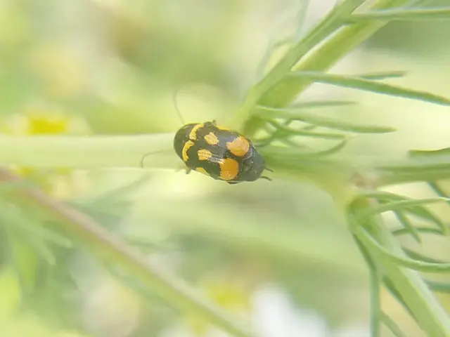 Cryptocephalus anticus - réti zömökbogár