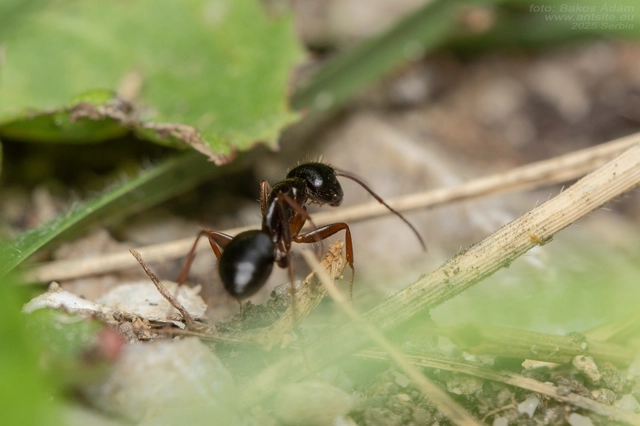 Camponotus aethiops - szőrös lóhangya