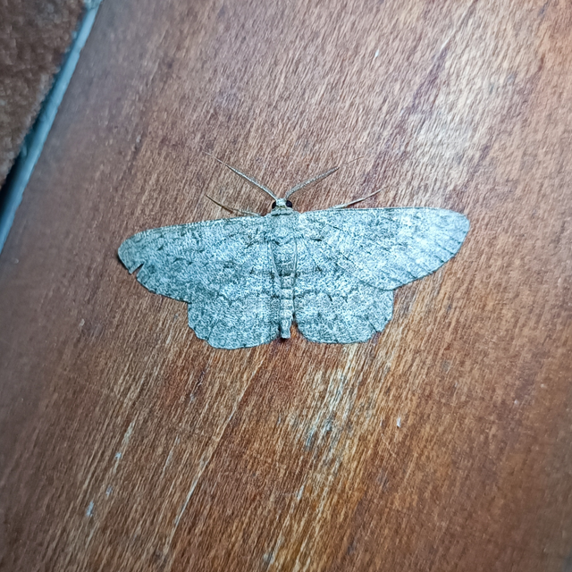 Hypomecis punctinalis - pettyes faaraszoló