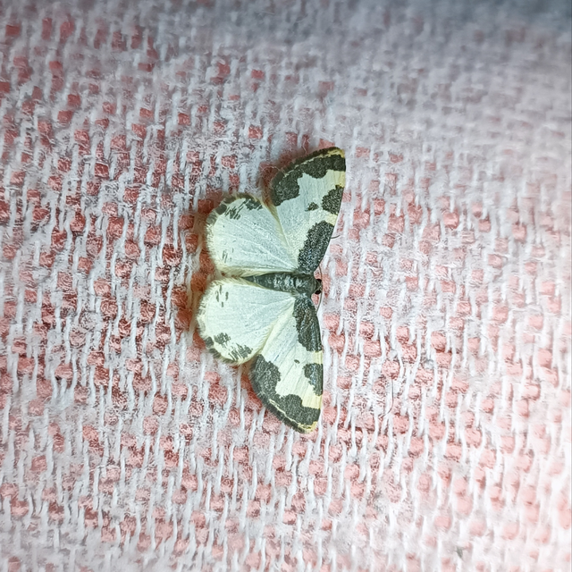 Lomaspilis marginata - szegélyes nyárfaaraszoló