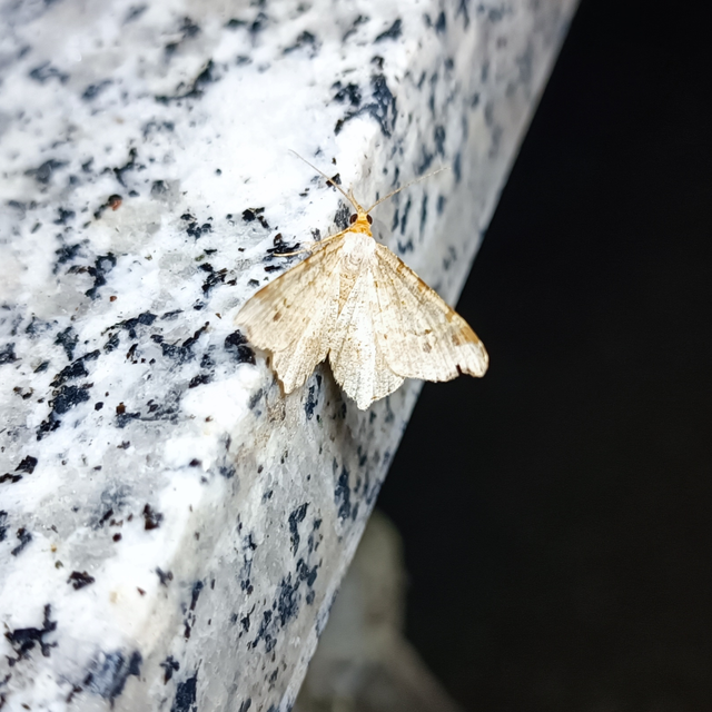 Macaria alternata - közönséges szürkearaszoló