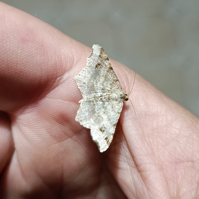 Macaria alternata - közönséges szürkearaszoló