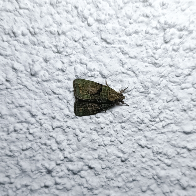 Cryphia algae - sárgászöld zuzmóbagoly