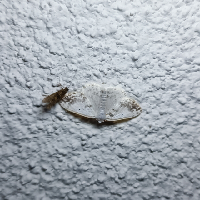 Lomographa temerata - foltos fehéraraszoló