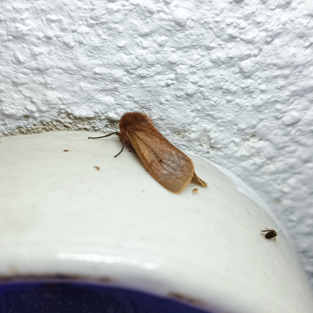 Phragmatobia fuliginosa - füstös medvelepke