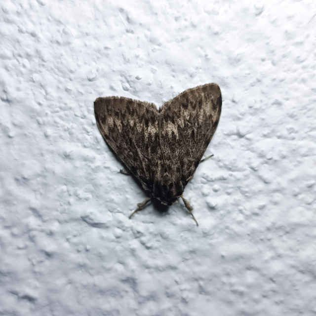 Lymantria monacha - apácalepke