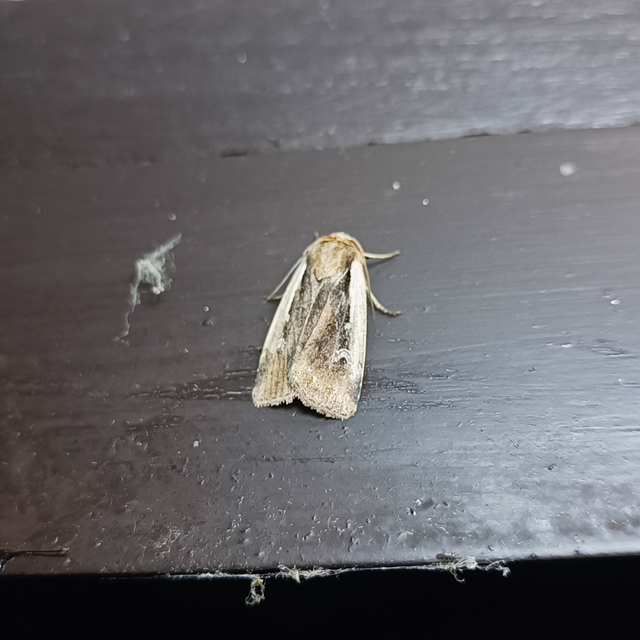 Ochropleura plecta - fehérszegélyű fűbagoly