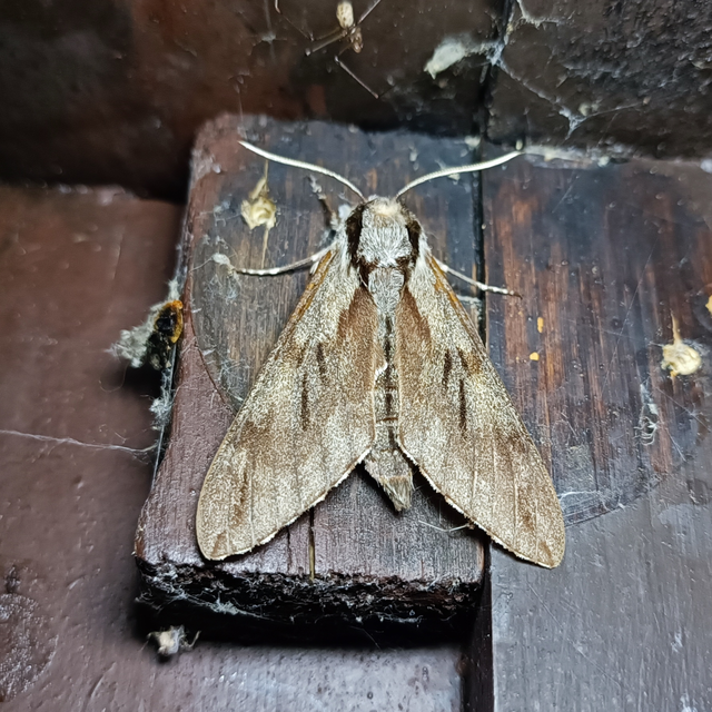Hyloicus pinastri - fenyőszender