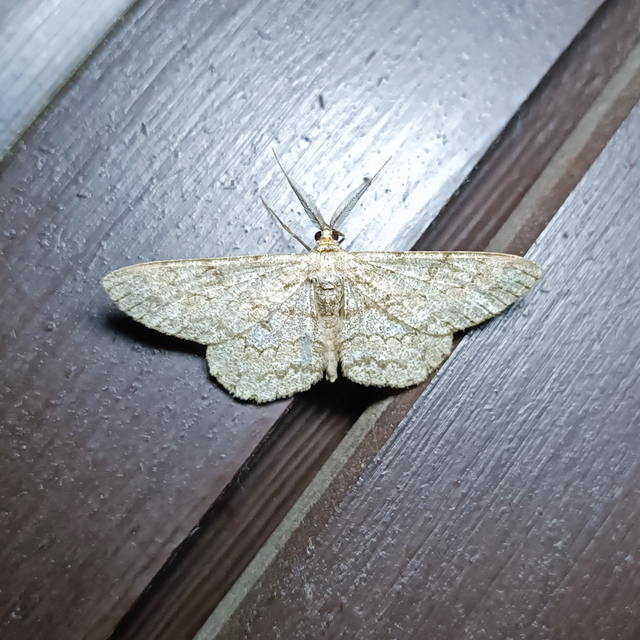 Hypomecis punctinalis - pettyes faaraszoló