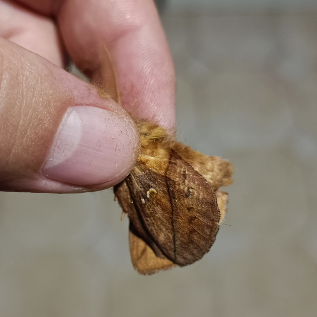 Euthrix potatoria - szomjas pohók