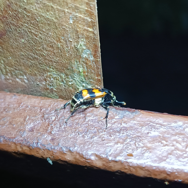 Nicrophorus vespillo - közönséges temetőbogár