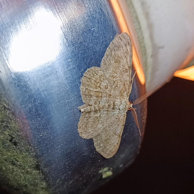 Hypomecis punctinalis - pettyes faaraszoló