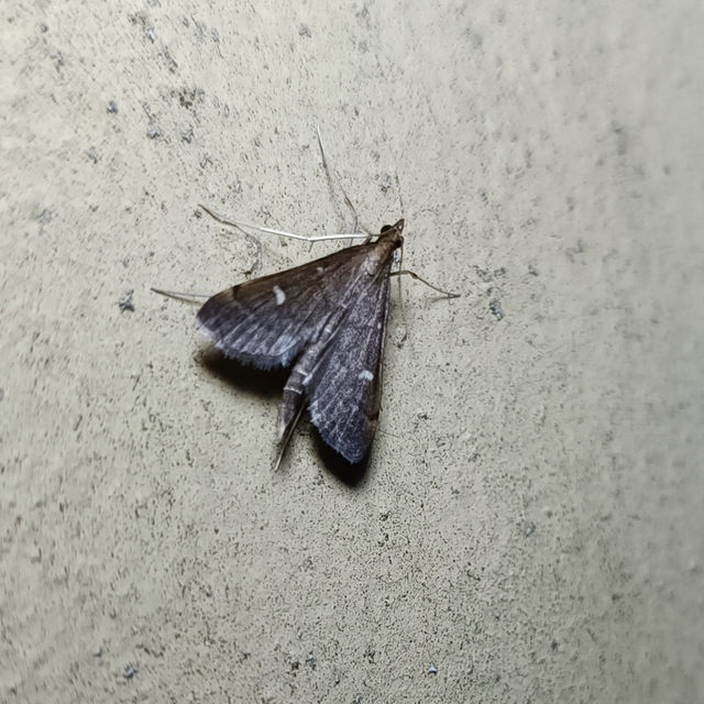 Dolicharthria punctalis - hosszúlábú tűzmoly