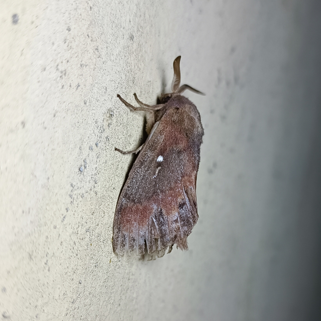 Dendrolimus pini - fenyőpohók